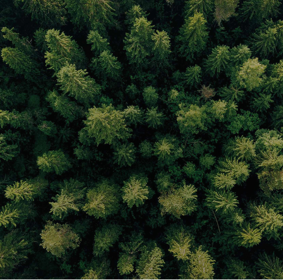 堅持走生態優先、綠色低碳的發展道路